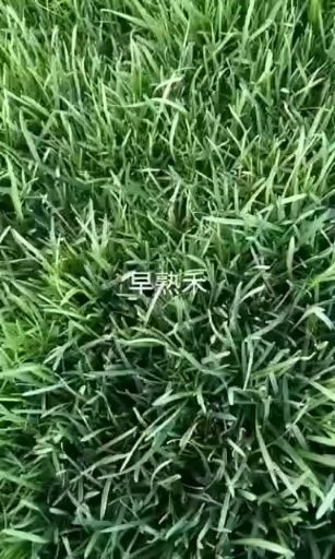 早熟禾草坪  草坪草籽四季青草坪庭院绿化植物园林用品苗木供应真草坪带泥土