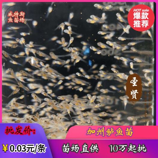 佛山加州鲈鱼苗  鲈鱼苗‖大口黑鲈鱼苗‖优鲈三号鲈鱼苗‖鲈鱼苗场