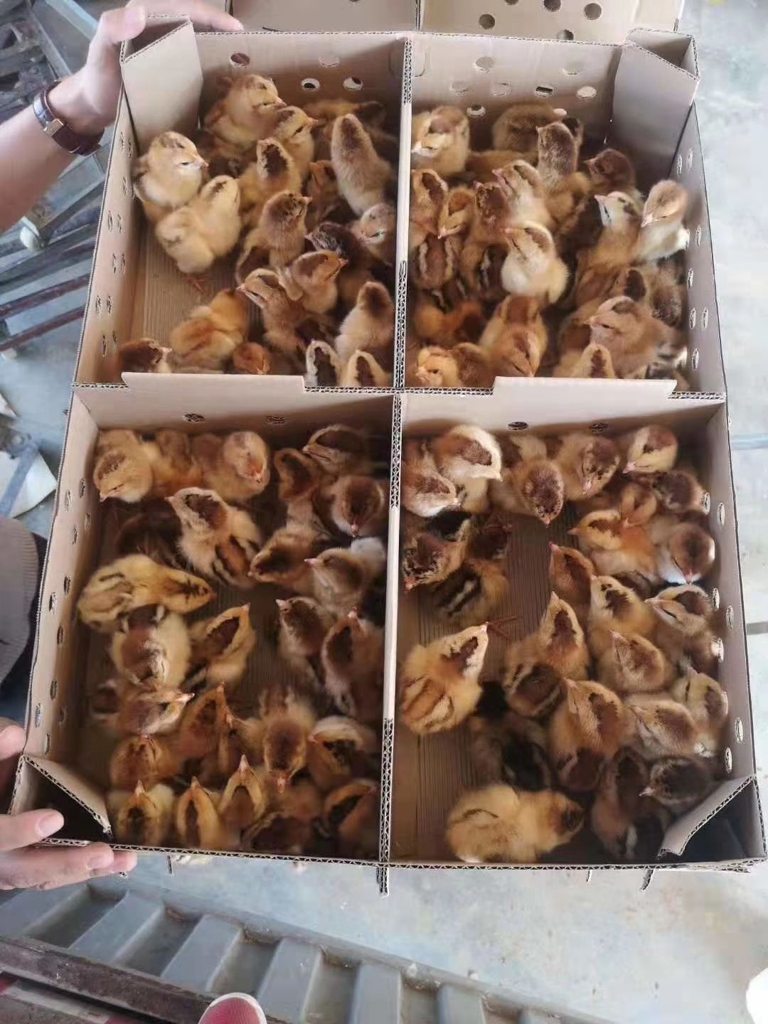  麻鸡苗。三黄鸡苗。土鸡苗。包防疫运输
