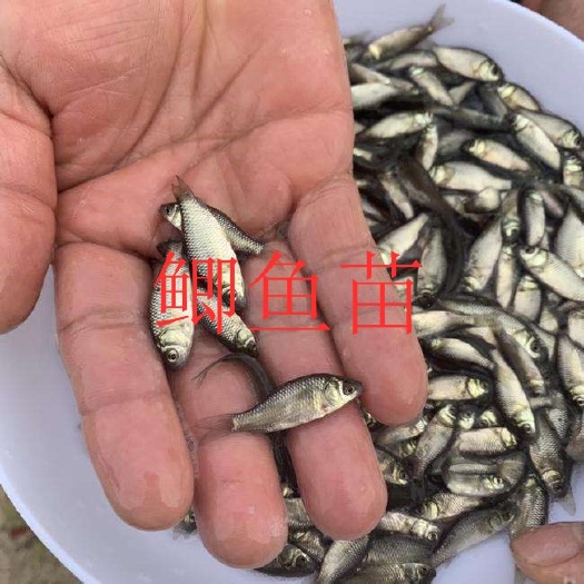 广州 鲫鱼苗  中科三号鲫鱼苗