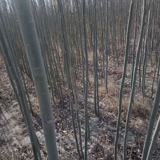 供应1-20cm新疆杨出售价格多少钱哪里有卖的