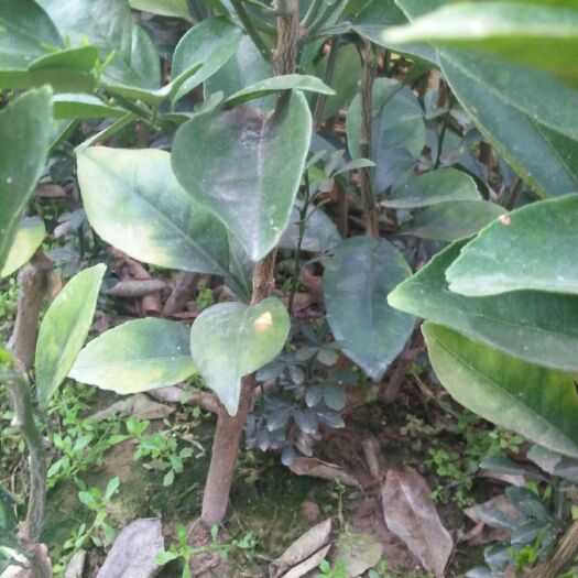 荔浦市纽荷尔脐橙苗 脐橙纽何尔苗