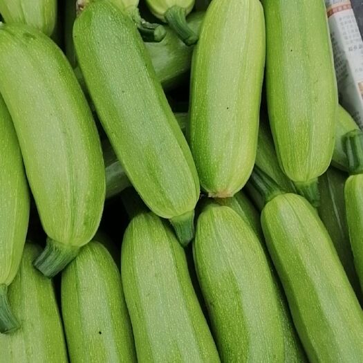 彭州市油绿西葫芦 0.5斤~1斤