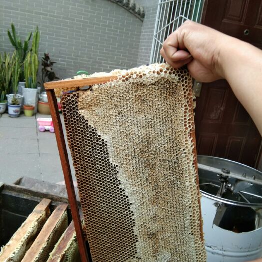灵石县 老梁天然蜂蜜