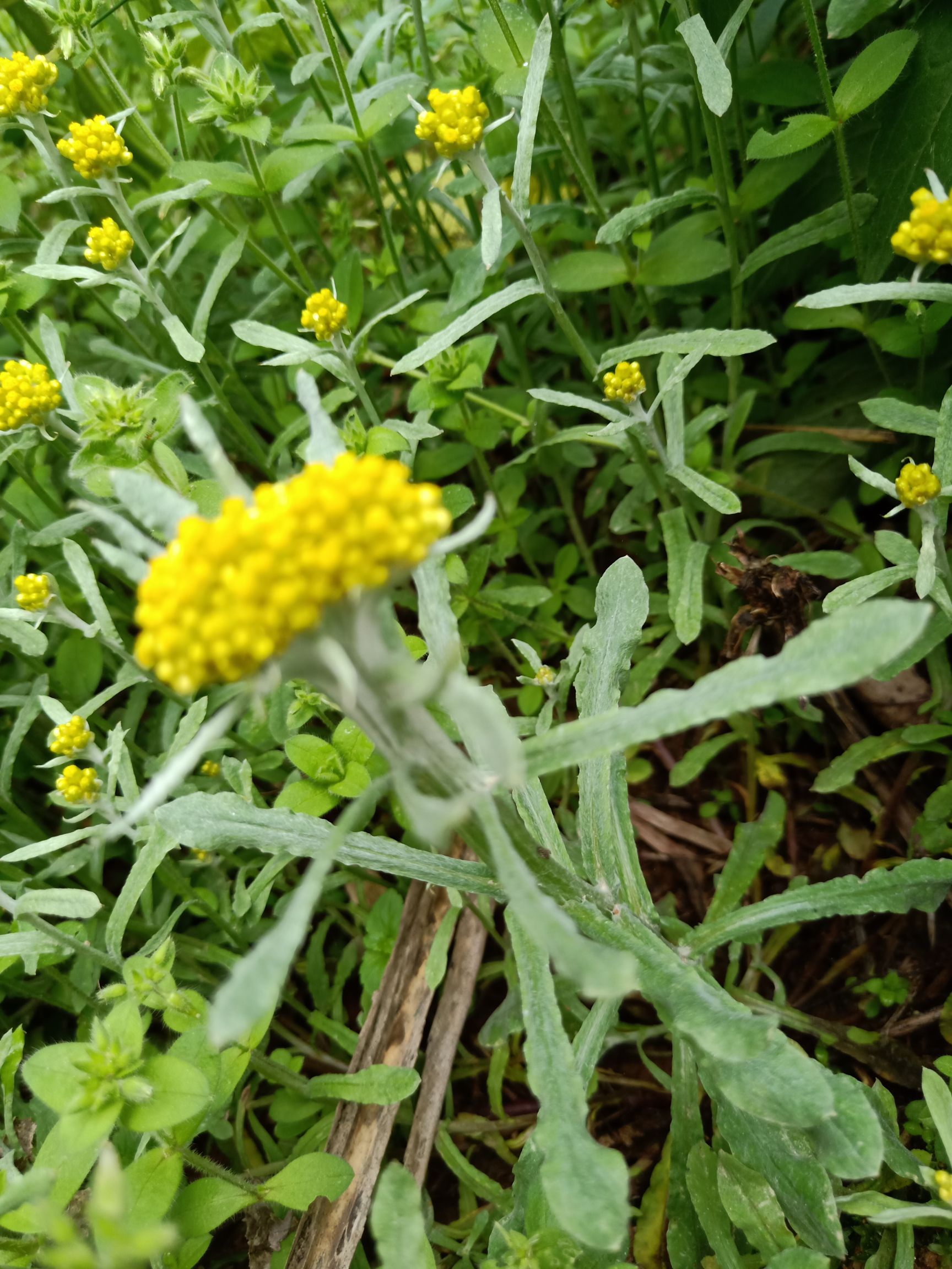 鼠菊草(清明草)