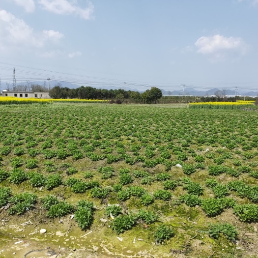歙县金丝黄菊苗