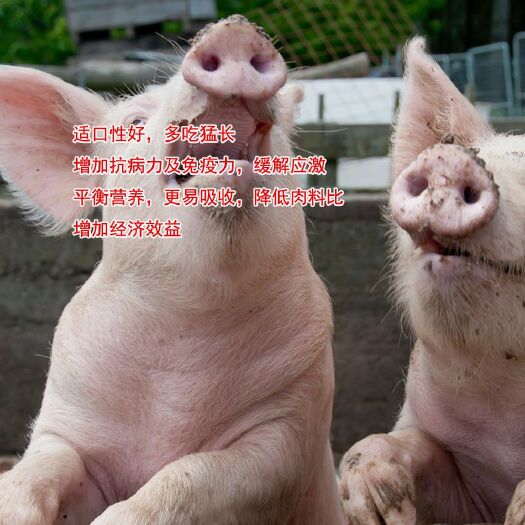 滨州乳猪配合饲料  乳化均衡油粉猪增肥促生长不拉稀猪饲料预混料