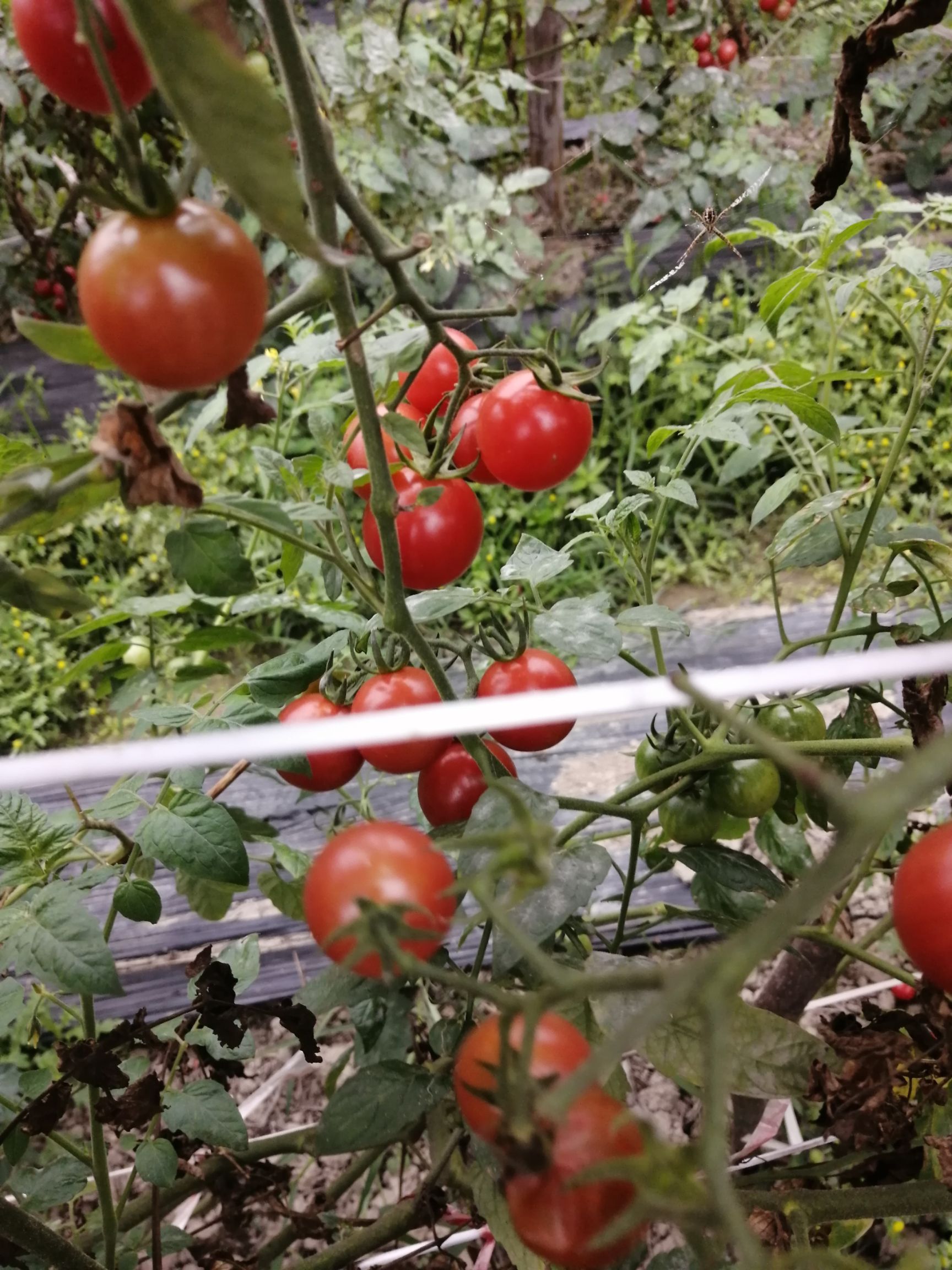 樱桃小番茄 【五斤起】圣女小番茄美味可口