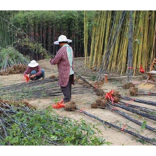 四季青竹 青竹紫竹黄金竹早园竹罗汉竹香妃竹金镶玉