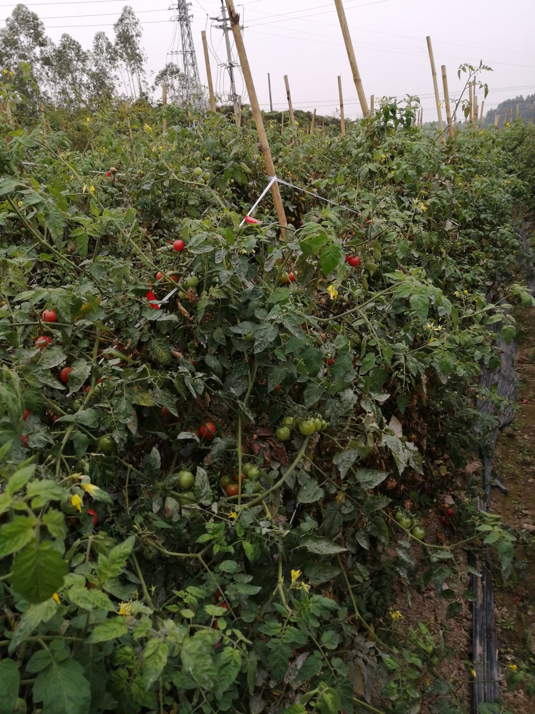 樱桃小番茄 【五斤起】圣女小番茄美味可口