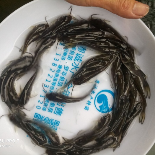 广州 美国斑点叉尾苗，叉尾鱼苗