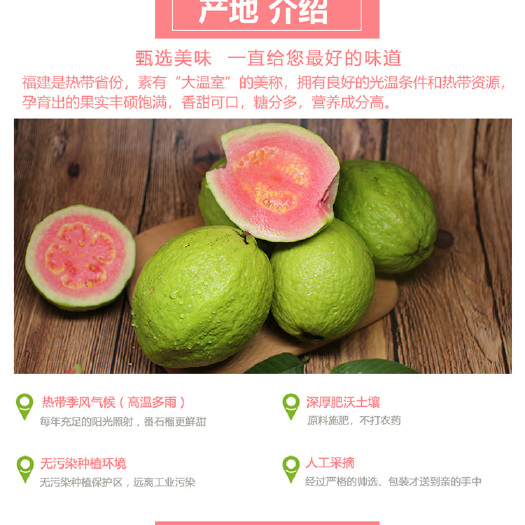 漳州 红心番石榴，芭乐水果新鲜5斤包邮