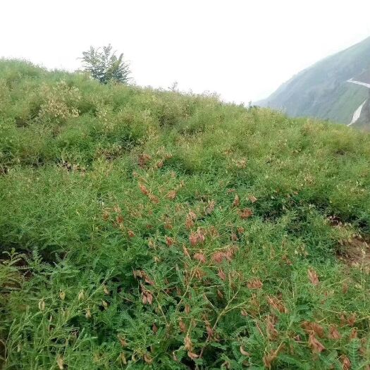 佳县黄芪种子  棉黄芪种子