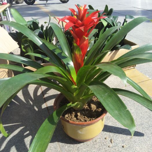 泗阳县丹尼斯盆栽 丹尼斯一棵起发，高度60-75cm。