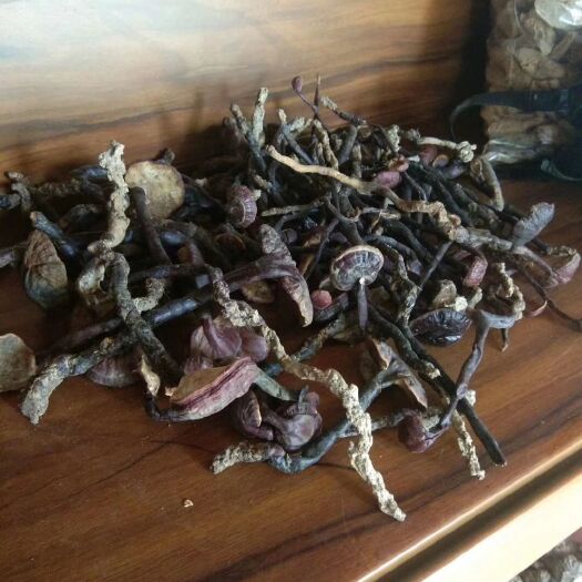 琼中县 海南纯林下灵芝