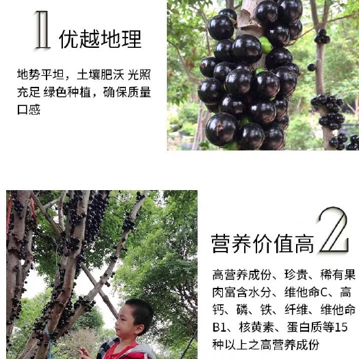 平邑县克伦生葡萄苗