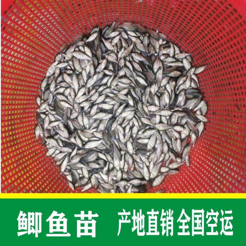 鯽魚苗  批發(fā)+中科5號(hào)批發(fā)+鯽魚水花