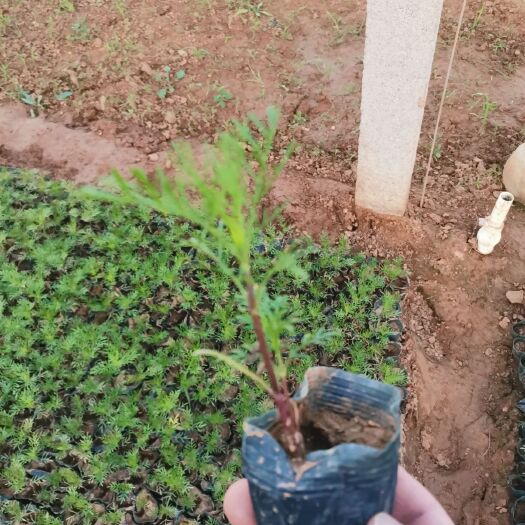青州市 波斯菊   产地直销 量大可议价