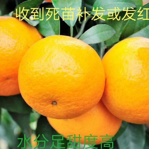 沃柑苗  第二年可以挂果，一棵也发货试种