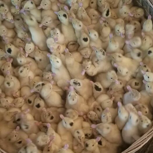 南宁 一点头鸭苗