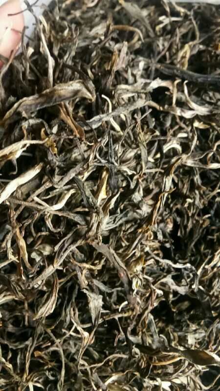 勐腊县绿杨春茶叶 勐腊茶叶春茶上市
