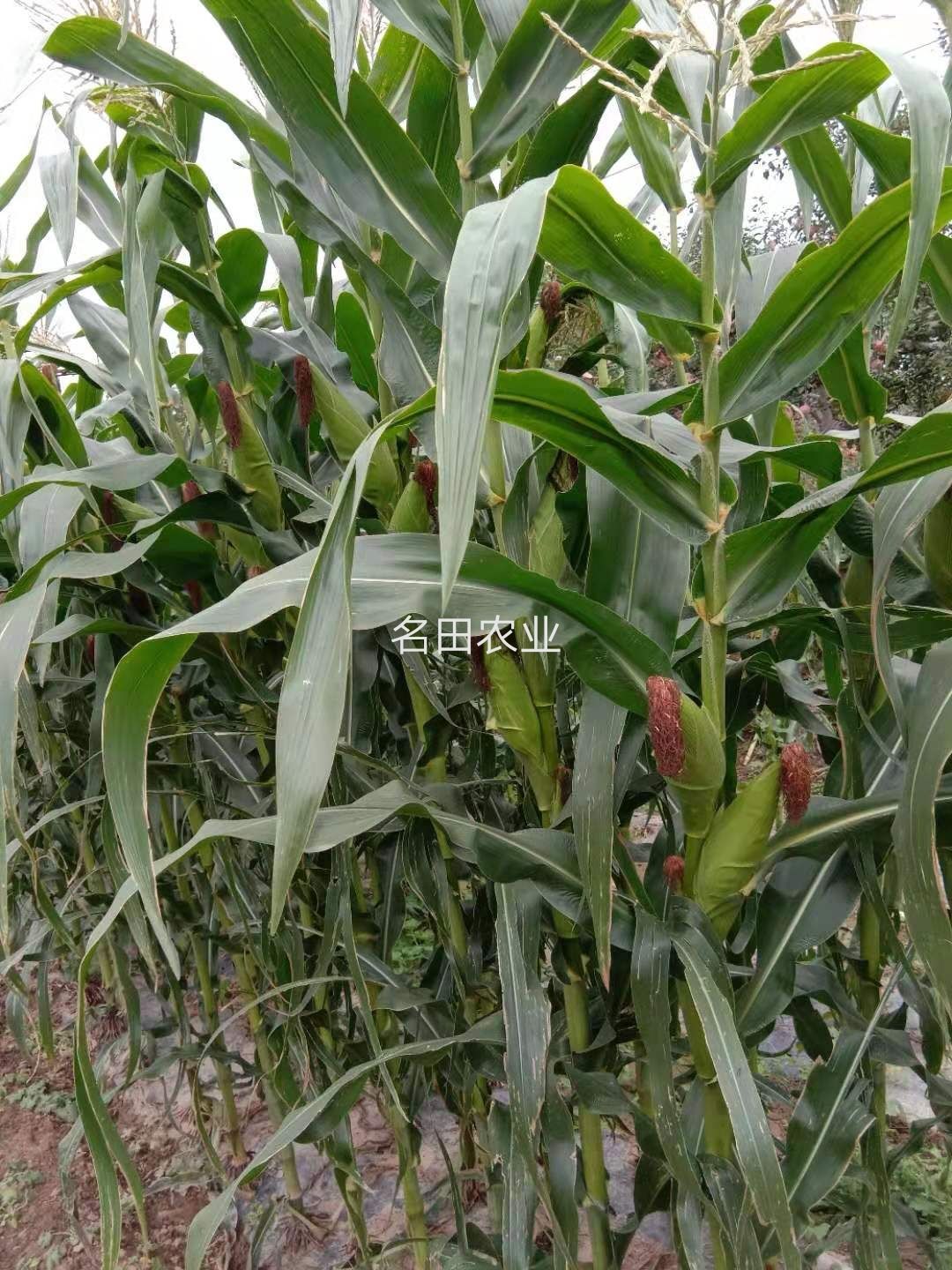 耐热大棒糯玉米种子甜加糯棒子大口感好评价好