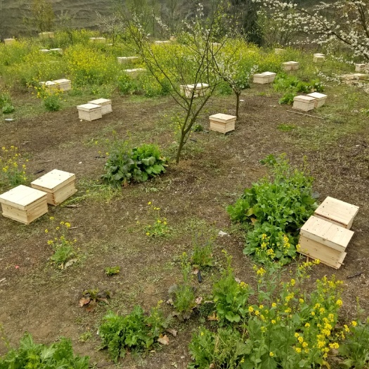 大方县中华蜜蜂  深山土蜜蜂、留蜜高