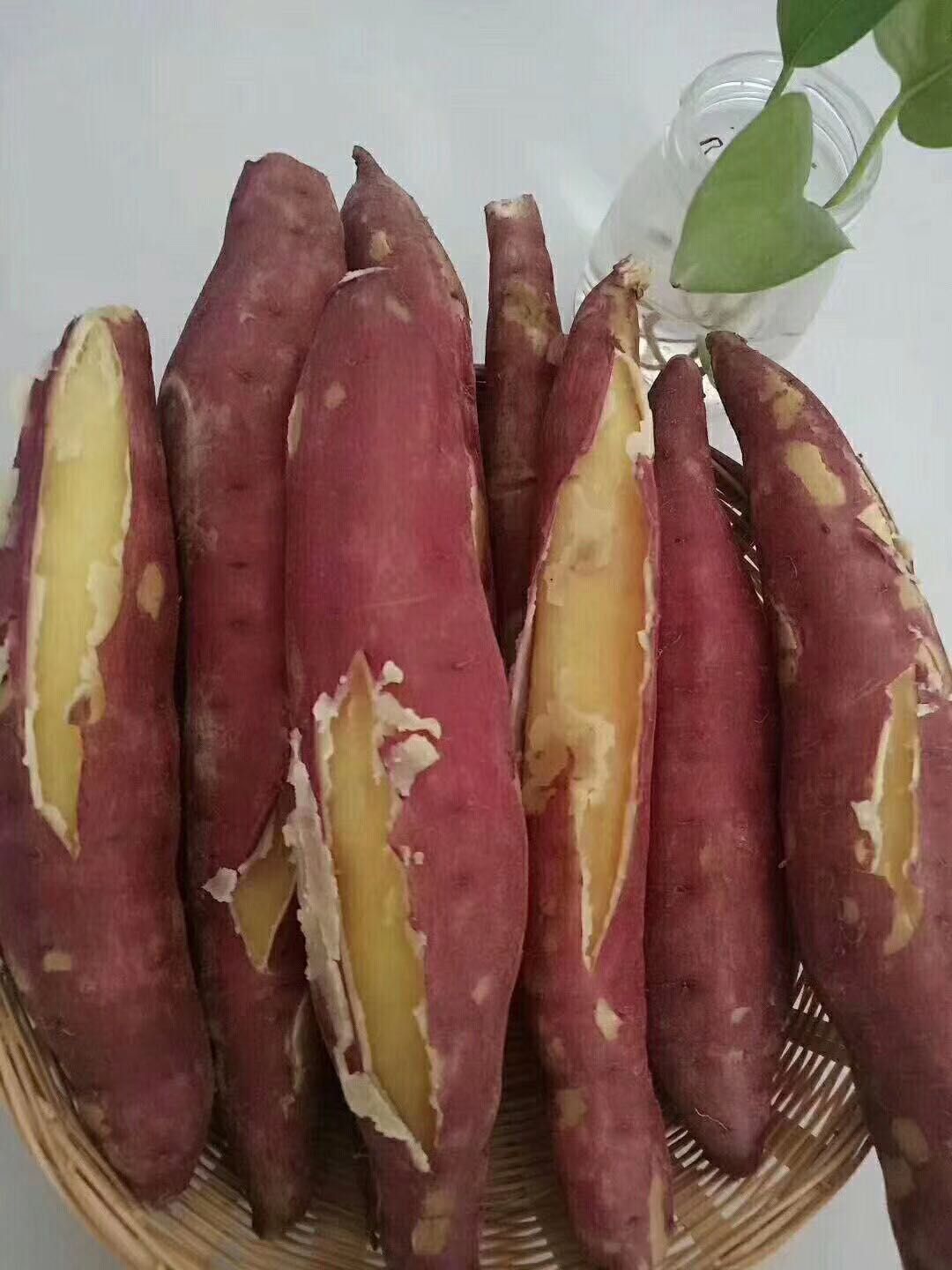白心红薯 东西正经
