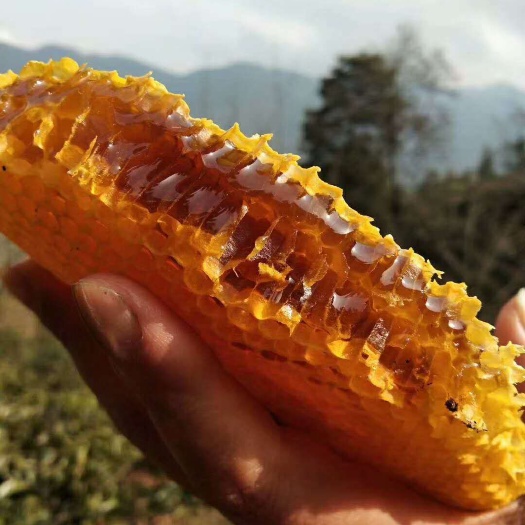 景东县 哀牢山蜂蜜
