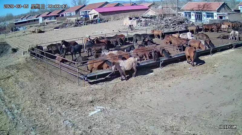 巴林左旗 肉马
