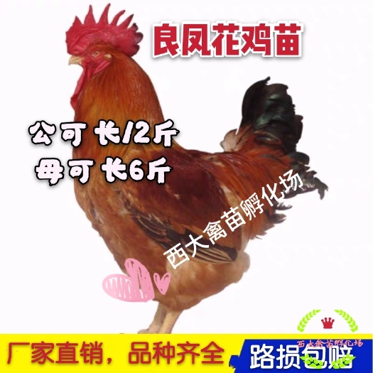 南宁大量供应良凤花鸡苗，疫苗齐全，包运输成活