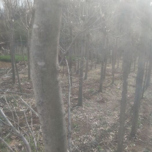 西峡县 批发七叶树，量大从优