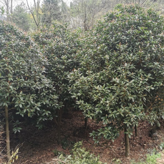 施秉县八月桂  优质桂花树
