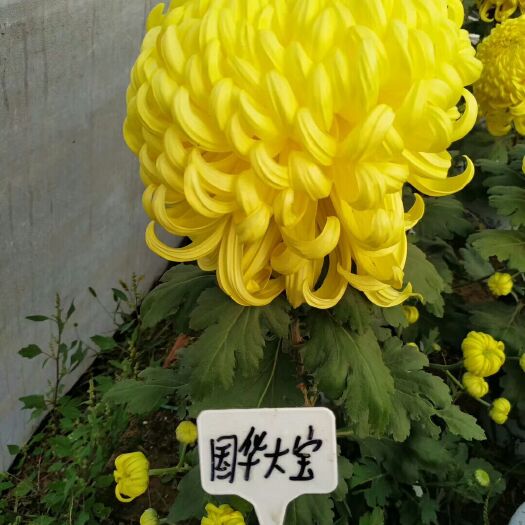 原阳县秋菊苗 优质品种独本菊苗基地直发