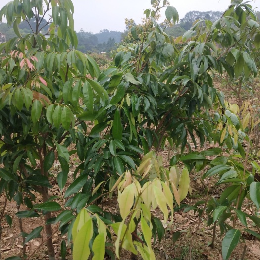 灵山县无核荔枝苗 挂果早，产量高，带土发货