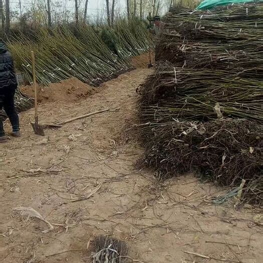 汾阳市纸皮核桃苗