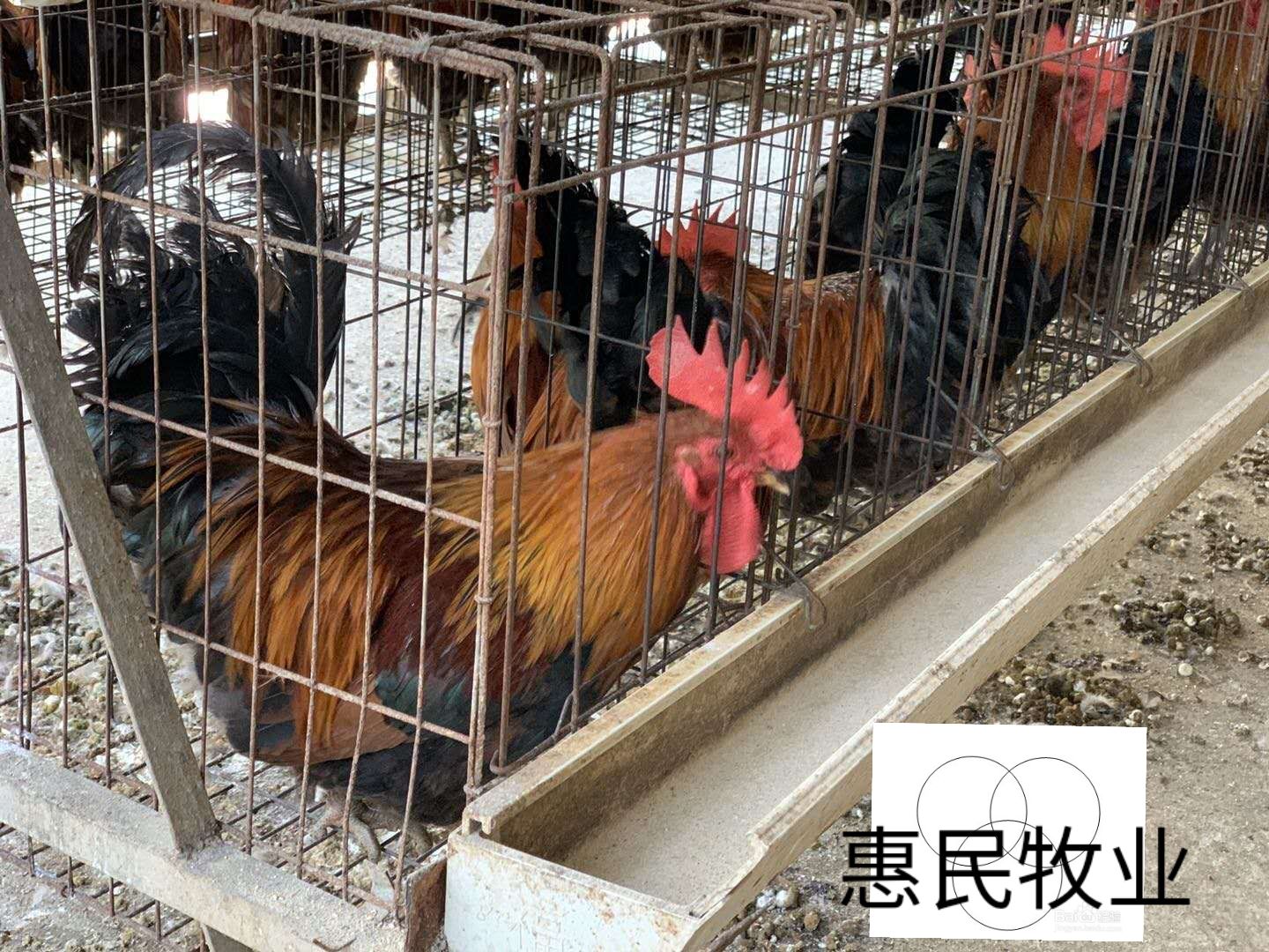 （热销好货）改良黑瑶/青脚土鸡苗 孵化厂直销全国发货