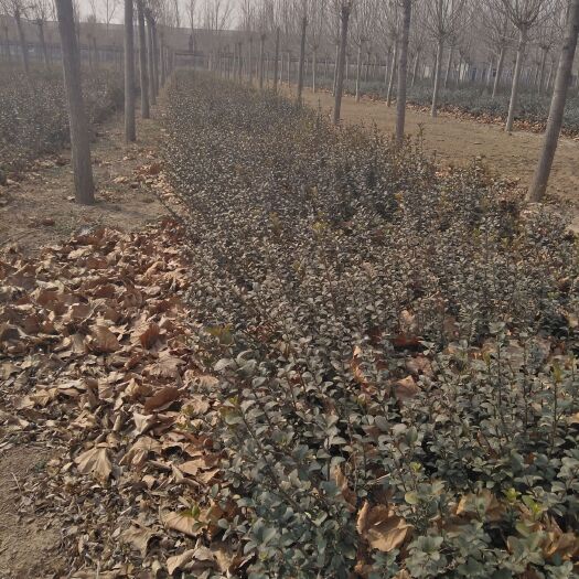 衡水 大量出售卫矛，量大从优