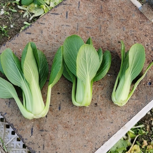 南通上海青油菜长年供应精品上海青大中小颗各类叶菜对接食品厂商超