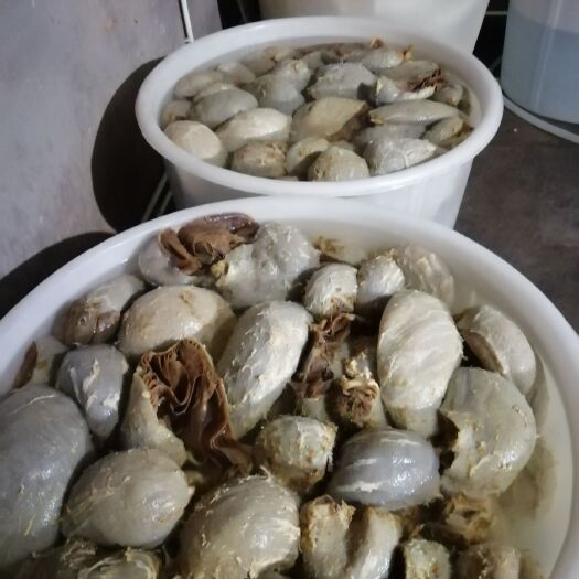 菏泽毛肚  好品质值得信赖