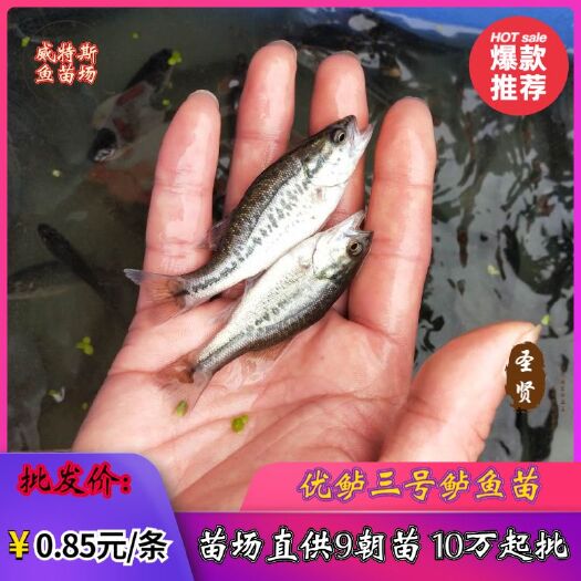 佛山 鲈鱼苗‖优鲈三号鲈鱼苗‖鲈鱼苗场‖鲈鱼水花‖淡水鲈鱼鱼苗