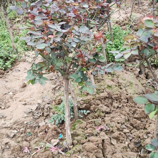 沭阳县 树庄月季庭院种植绿化家园
