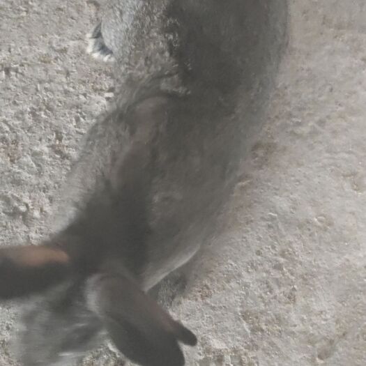 中江县 各种种兔肉兔