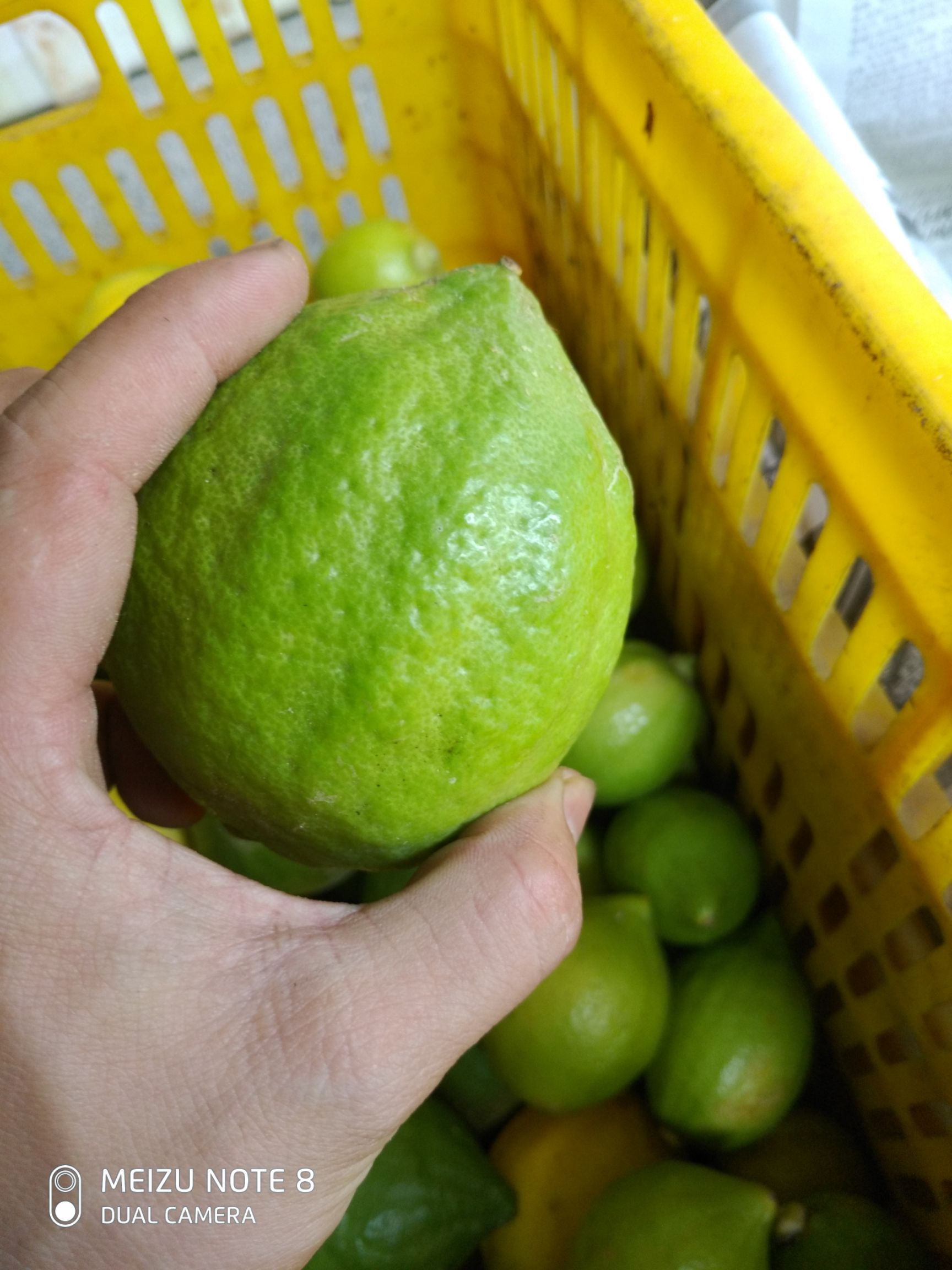  广东香水无籽柠檬，有青皮有黄皮的，奶茶店**果