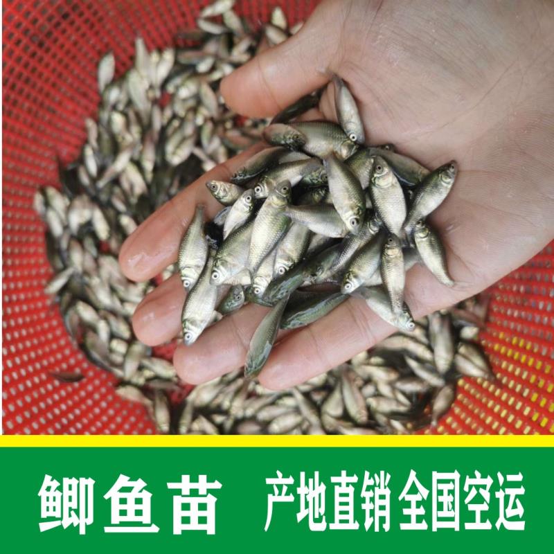 鯽魚苗  批發(fā)+中科5號(hào)批發(fā)+鯽魚水花