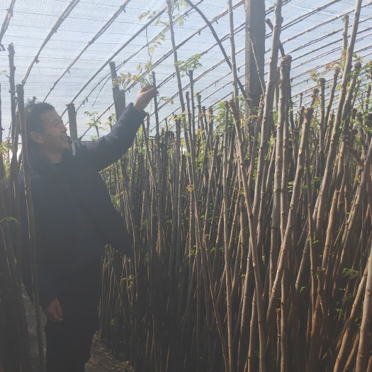 临朐县红香椿苗 占地用红香椿树苗  占地  用