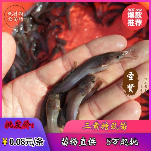 佛山三黄塘鲺苗‖塘鲺苗‖本地塘鲺苗‖ 广东塘鲺苗场