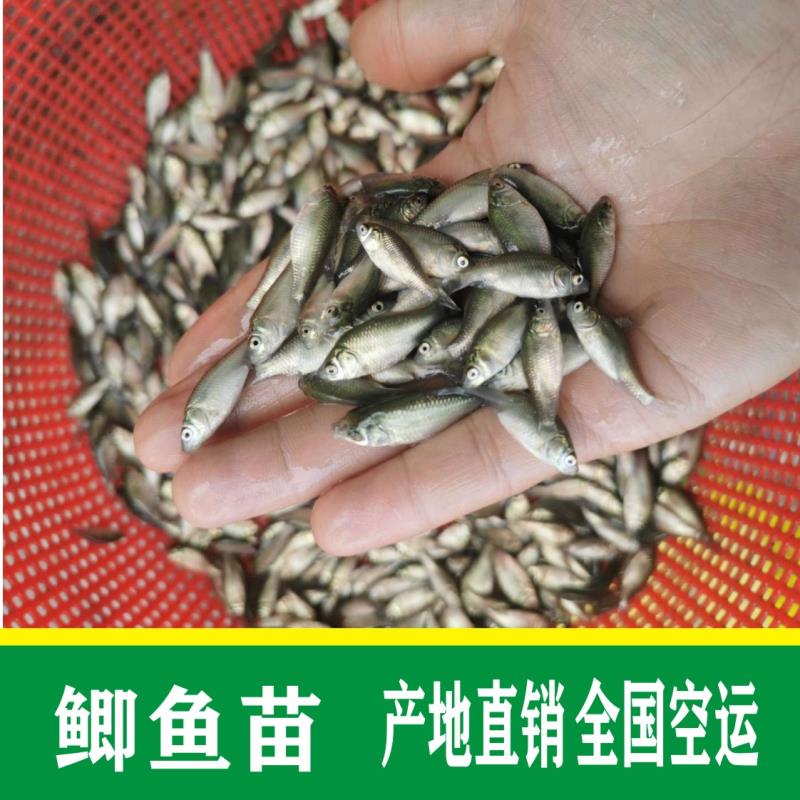 鯽魚苗  批發(fā)+中科5號(hào)批發(fā)+鯽魚水花