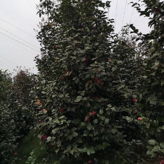 高县 大红牡丹茶花冠1米一1米5大量出售，物美廉价