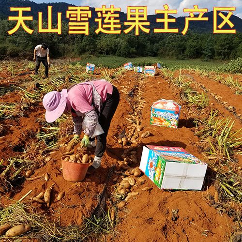 雪莲果种球 云南天山雪莲果种子红心雪莲果种孑黄心种球种籽红心雪莲果苗5-